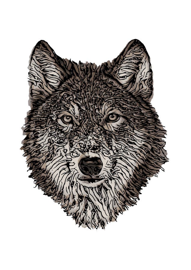 Farbige Vektorillustration des Wolfs Kopf vektor abbildung