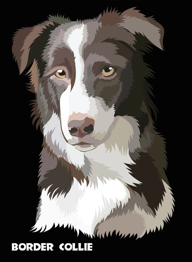 Farbiger Vektor Border collie lizenzfreie abbildung Farbiger Vektor Border collie lizenzfreie abbildung
