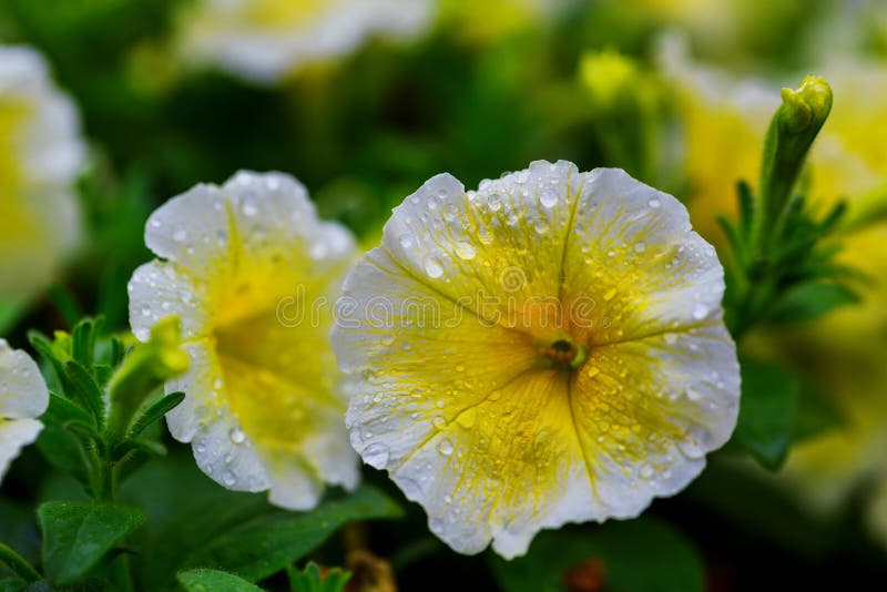 Farbim freien blühen makro einzelne gelbe und violette blühende Hibiscuse lizenzfreie stockbilder Farbim freien blühen makro einzelne gelbe und violette blühende Hibiscuse lizenzfreie stockbilder
