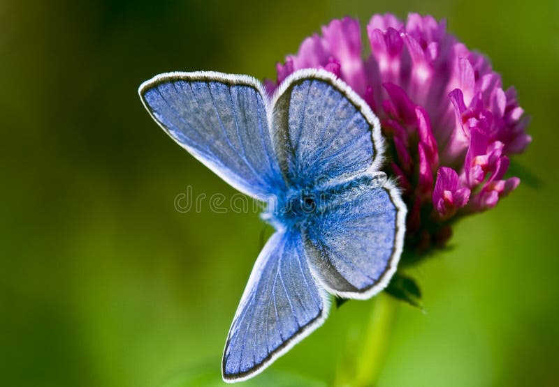 Blue butterfly (called Marsh pumice) sits on a purple-pink flowers (flower clover). Photographed up close. With green background. Macro. Blue butterfly (called Marsh pumice) sits on a purple-pink flowers (flower clover). Photographed up close. With green background. Macro.