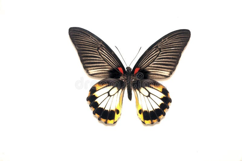 Farfalla immagini stock Farfalla immagini stock
