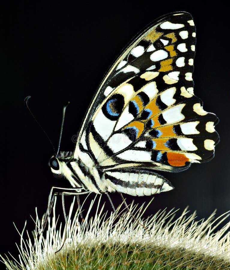 Farfalla Farfalla