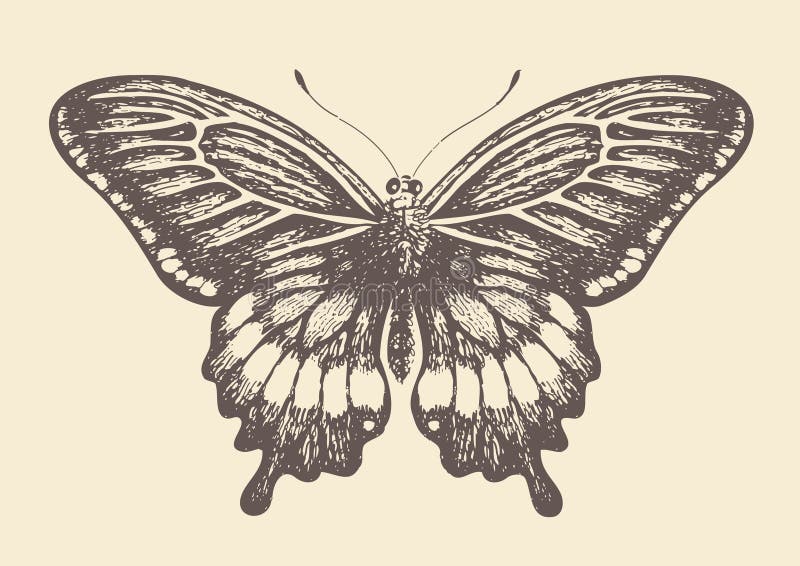 Farfalla illustrazione vettoriale