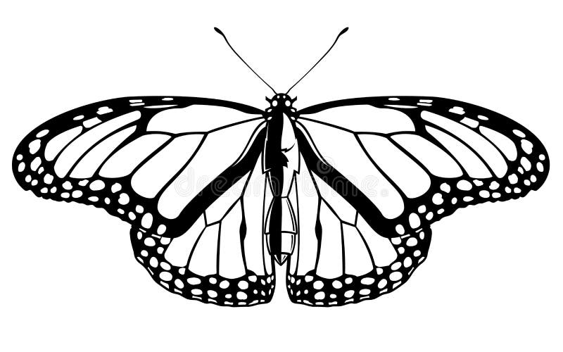 Illustrazione grafica vettoriale realistica in bianco e nero di una farfalla insetto illustrazione di stock