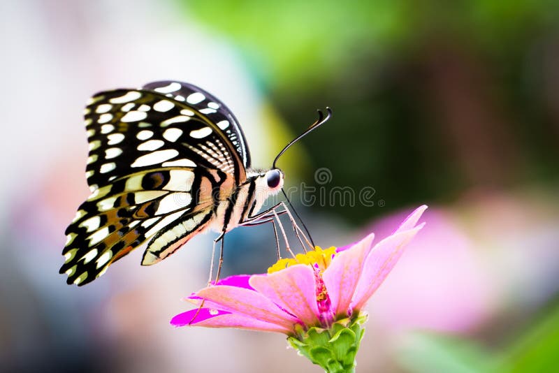 Farfalla appollaiata su un fiore fotografia stock Farfalla appollaiata su un fiore fotografia stock