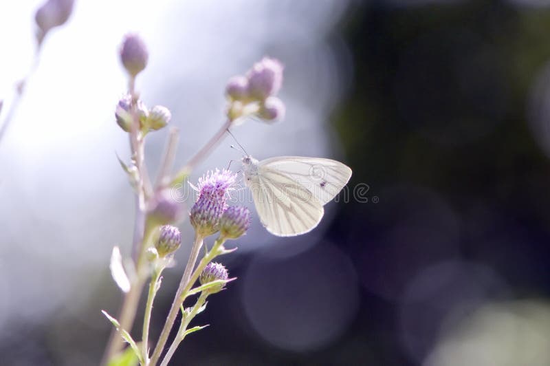 White butterfly sitting on flower. White butterfly sitting on flower