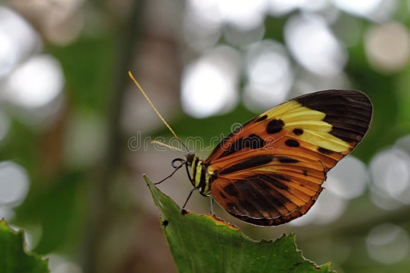 Photo of White Brown Butterfly in the Wood. Photo of White Brown Butterfly in the Wood