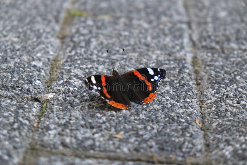 Farfalla Bianca Ed Arancione Nera Su Terra Di Pietra Immagine Stock
