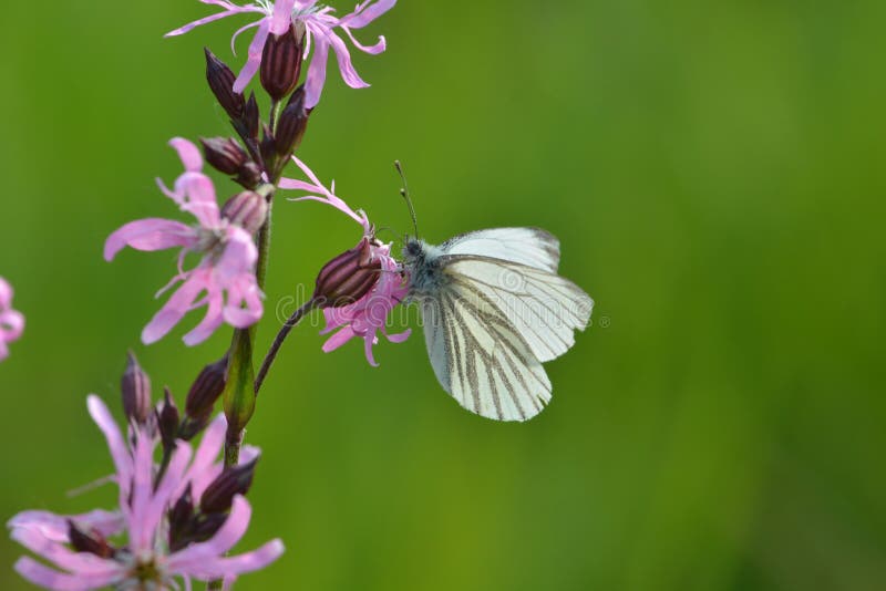 Farfalla bianca venata verde immagini stock libere da diritti Farfalla bianca venata verde immagini stock libere da diritti
