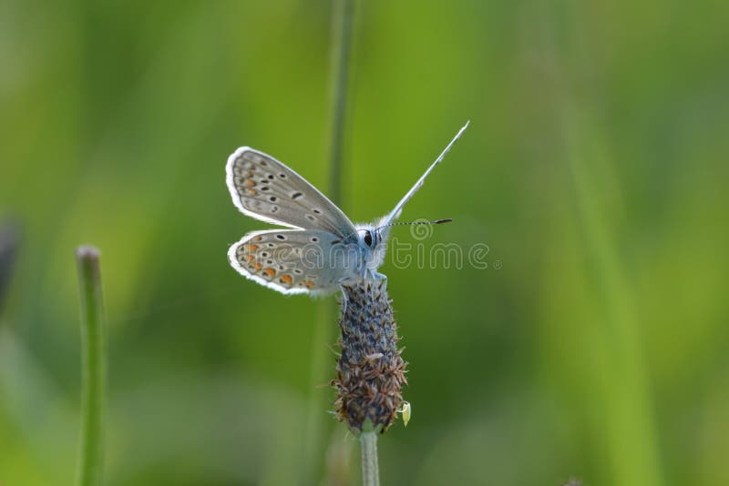 Farfalla blu comune immagine stock Farfalla blu comune immagine stock