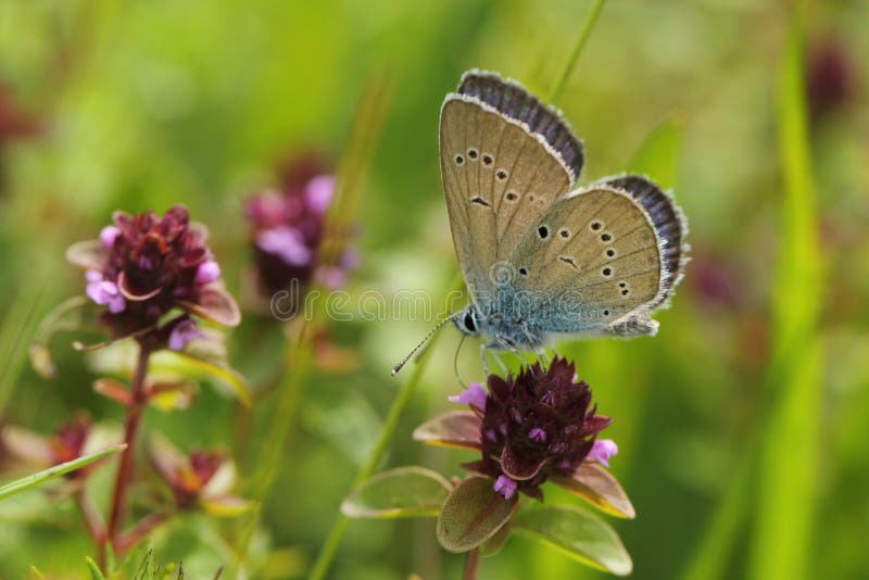 Mazarine blue butterfly on the thymus plant. Mazarine blue butterfly on the thymus plant.