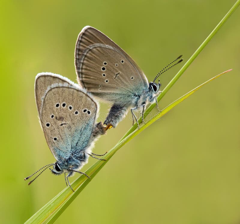 Couple Mazarine Blue Butterfly making love with tenderness. Couple Mazarine Blue Butterfly making love with tenderness