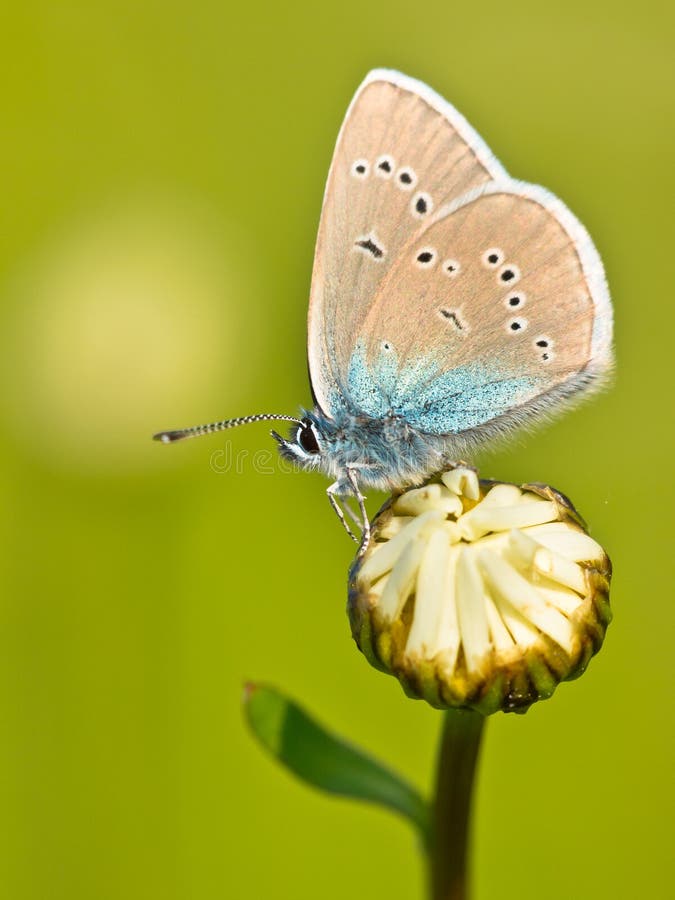 Mazarine Blue Butterfly (polyommatus semiargus) on a flower. Mazarine Blue Butterfly (polyommatus semiargus) on a flower