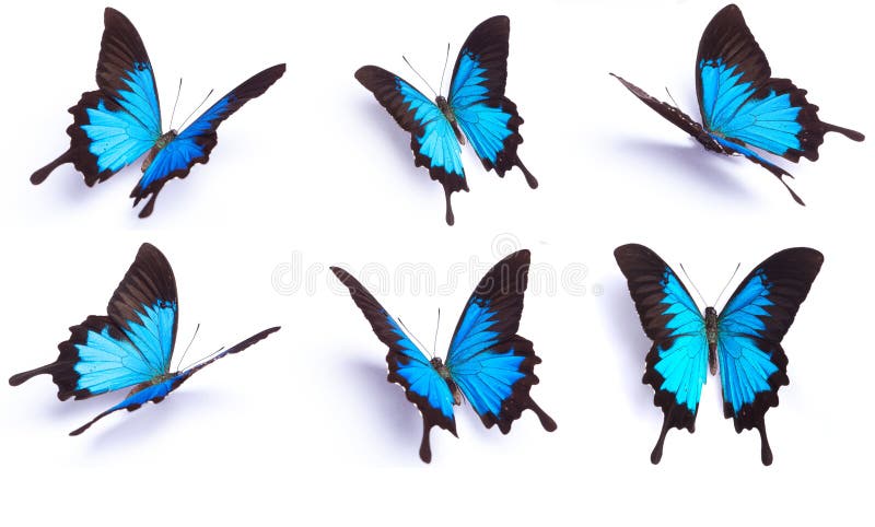 Farfalla blu e variopinta su fondo bianco fotografie stock libere da diritti Farfalla blu e variopinta su fondo bianco fotografie stock libere da diritti