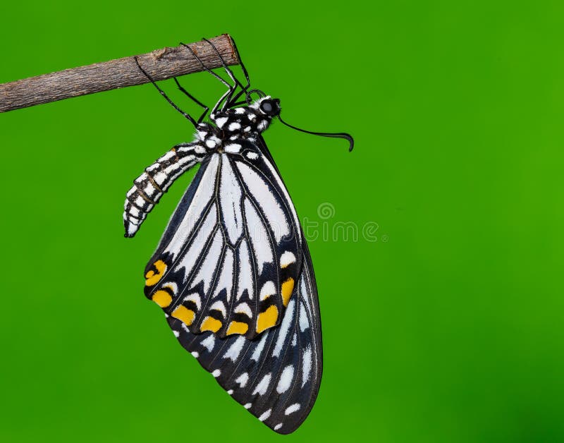 Download Farfalla Comune Del Mimo Che Riposa Dopo Emergente Immagine Stock - Immagine di bianco, emerga: 56877483