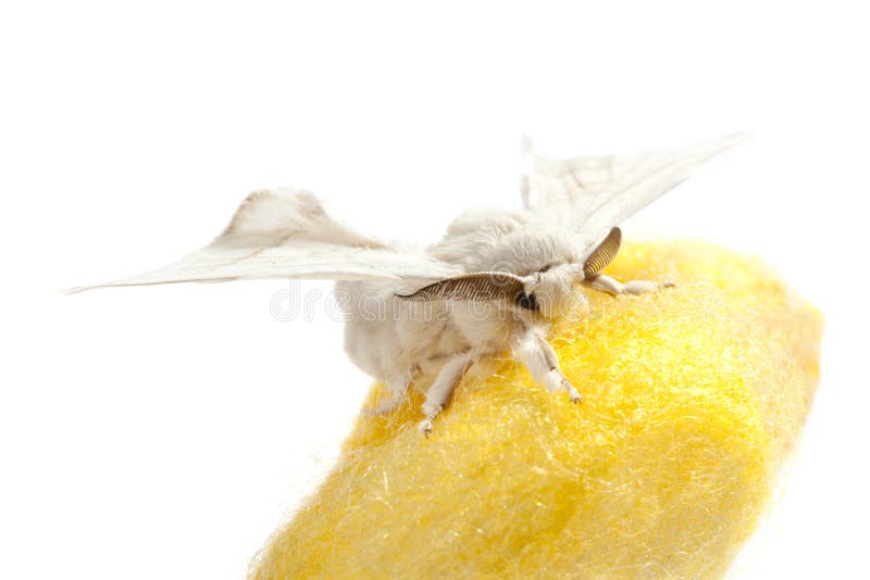 Farfalla del baco da seta sopra il bozzolo giallo su bianco immagini stock Farfalla del baco da seta sopra il bozzolo giallo su bianco immagini stock