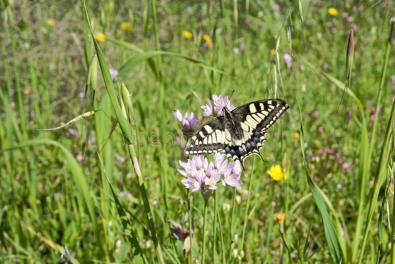 Farfalla di Macaone che riposa su un fiore della cipolla selvatica La Sardegna, m. fotografia stock Farfalla di Macaone che riposa su un fiore della cipolla selvatica La Sardegna, m. fotografia stock