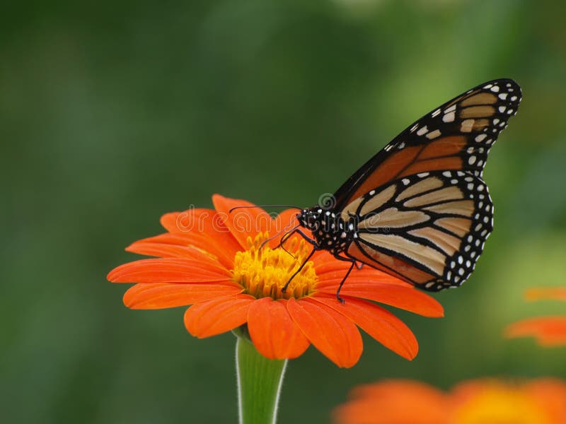 Farfalla di monarca