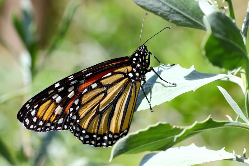 Close-up of a monarch butterfly (Danaus plexippus). Close-up of a monarch butterfly (Danaus plexippus)