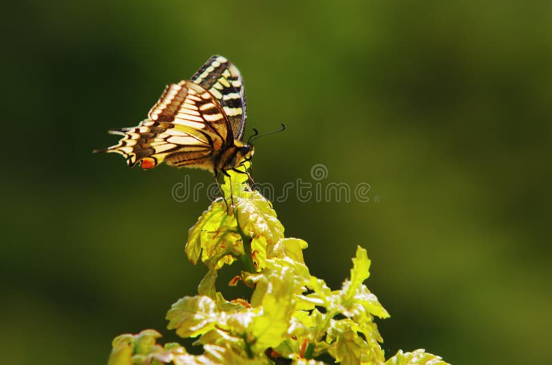Monarch butterfly on a leaf over a green background. Monarch butterfly on a leaf over a green background
