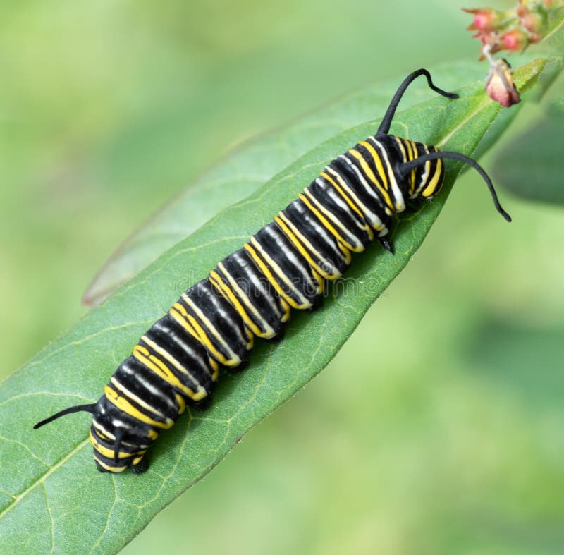 Farfalla di monarca Caterpillar sulla foglia verde fotografia stock Farfalla di monarca Caterpillar sulla foglia verde fotografia stock