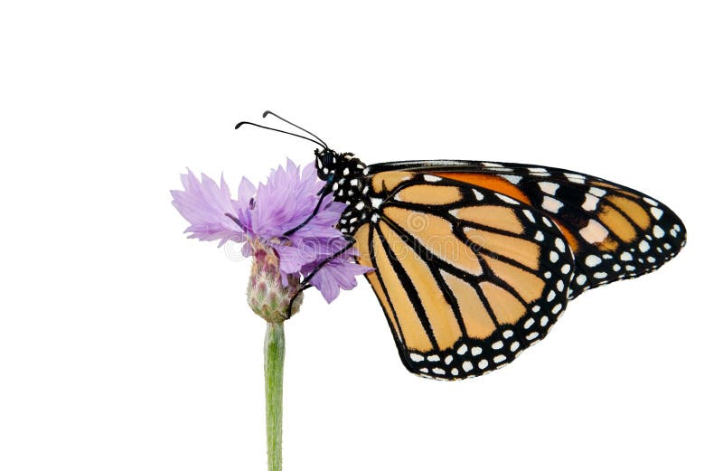 Farfalla di monarca che riposa su un fiordaliso porpora