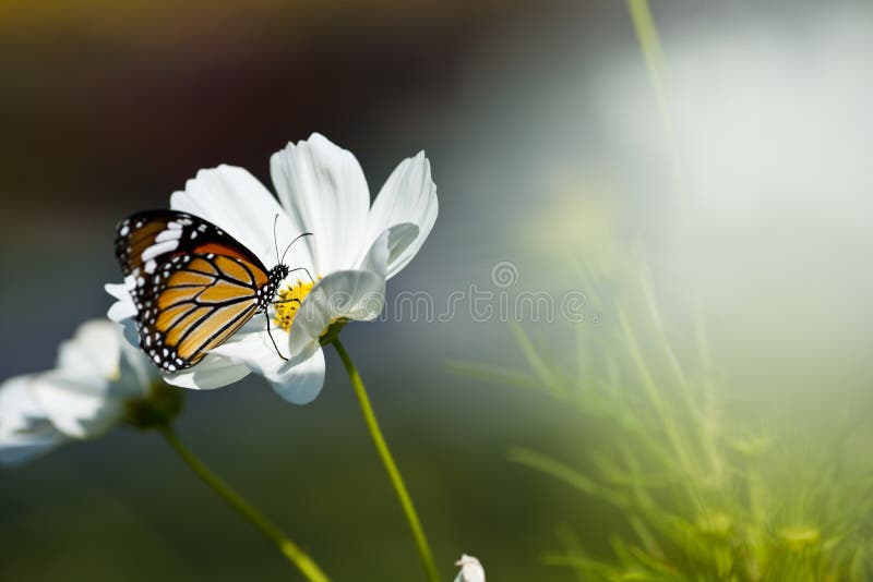 Farfalla di monarca che riposa su un fiore bianco