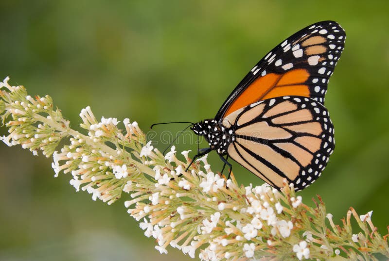 Farfalla di monarca che si alimenta un fiore bianco