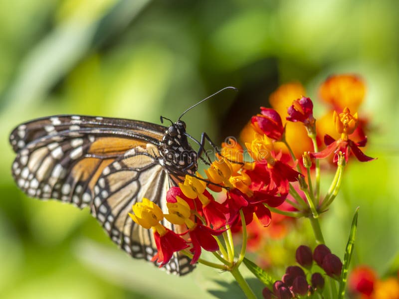 Farfalla di monarca, danaus plexippus immagini stock Farfalla di monarca, danaus plexippus immagini stock