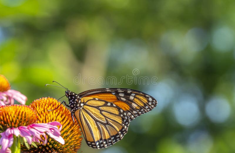 Farfalla di monarca, danaus plexippus fotografie stock libere da diritti Farfalla di monarca, danaus plexippus fotografie stock libere da diritti