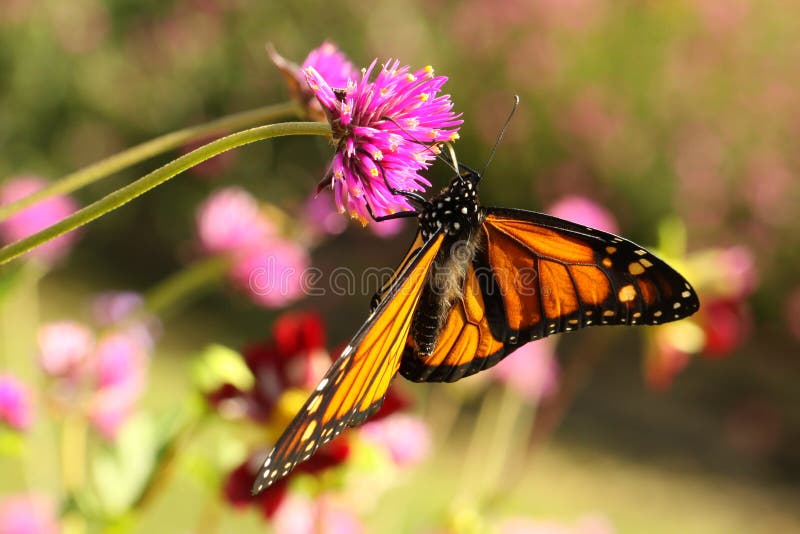 Farfalla di monarca (plexippus del Danaus)