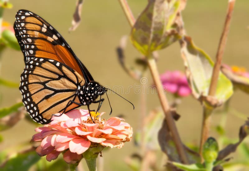 Gorgeous Monarch butterfly feeding on a flower in fading fall garden. Gorgeous Monarch butterfly feeding on a flower in fading fall garden