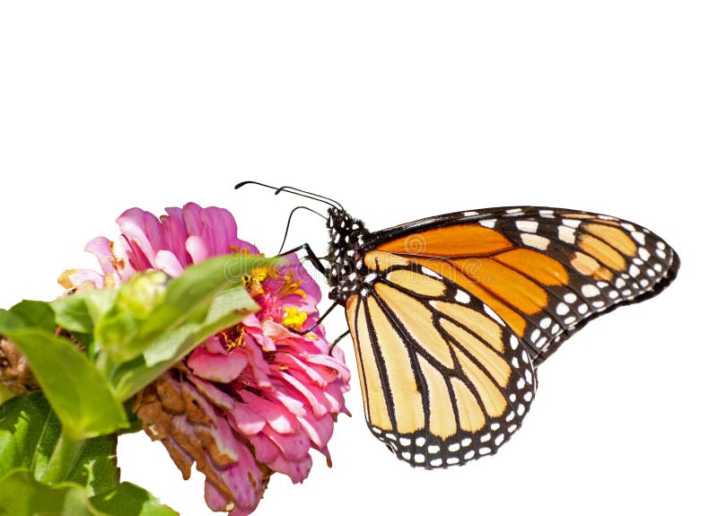Monarch butterfly feeding on a pink Zinnia, isolated on white. Monarch butterfly feeding on a pink Zinnia, isolated on white