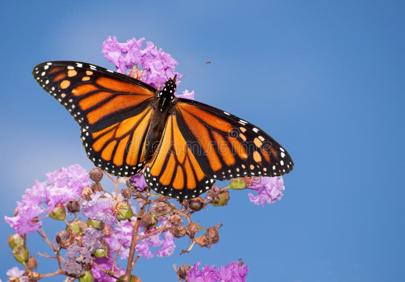 Farfalla di monarca su un Crape Myrtle viola