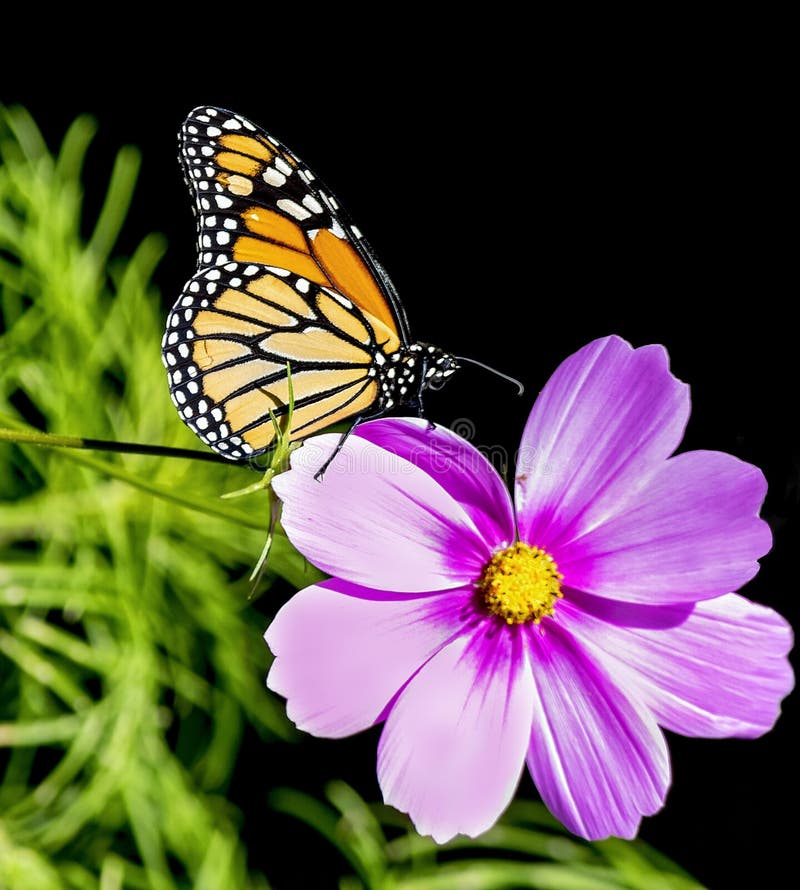 Farfalla di monarca sul fiore porpora rosa dell'universo fotografia stock Farfalla di monarca sul fiore porpora rosa dell'universo fotografia stock