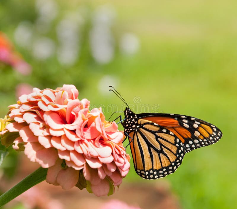 Monarch butterfly feeding on pink Zinnia with grass background. Monarch butterfly feeding on pink Zinnia with grass background