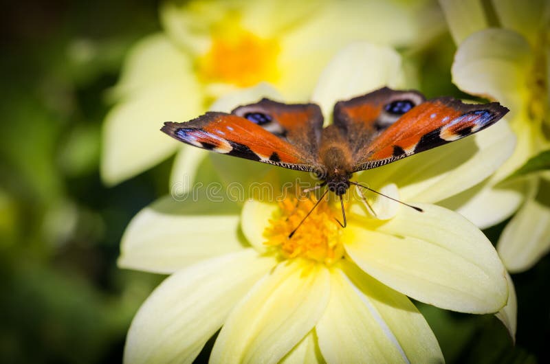 European Peacock butterfly (Inachis io) on Cosmos flower. Selective focus with shallow depth of field. European Peacock butterfly (Inachis io) on Cosmos flower. Selective focus with shallow depth of field.