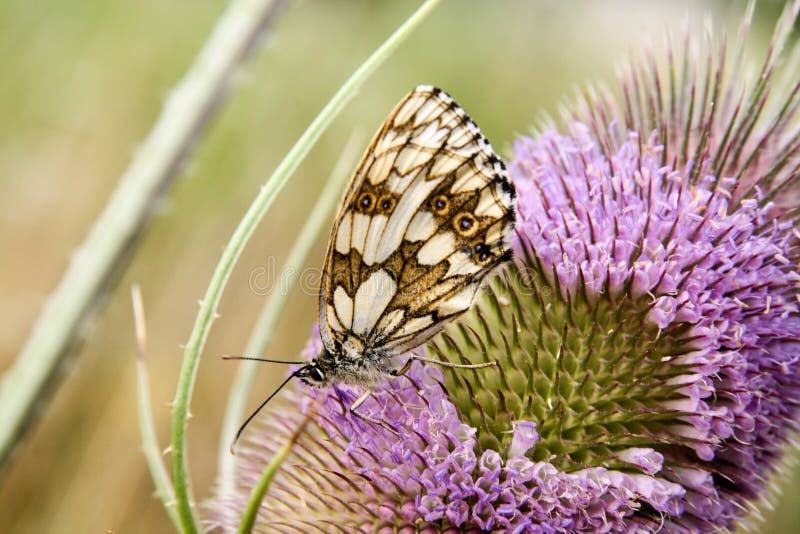 Farfalla - femmina bianca marmorizzata, galathea di Melanargia immagine stock Farfalla - femmina bianca marmorizzata, galathea di Melanargia immagine stock