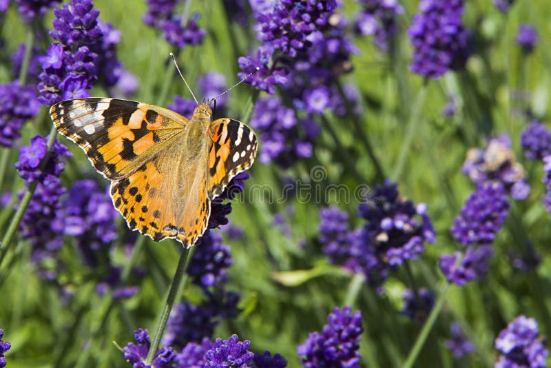 Farfalla luminosa variegata che si siede sulla lavanda fotografia stock libera da diritti Farfalla luminosa variegata che si siede sulla lavanda fotografia stock libera da diritti