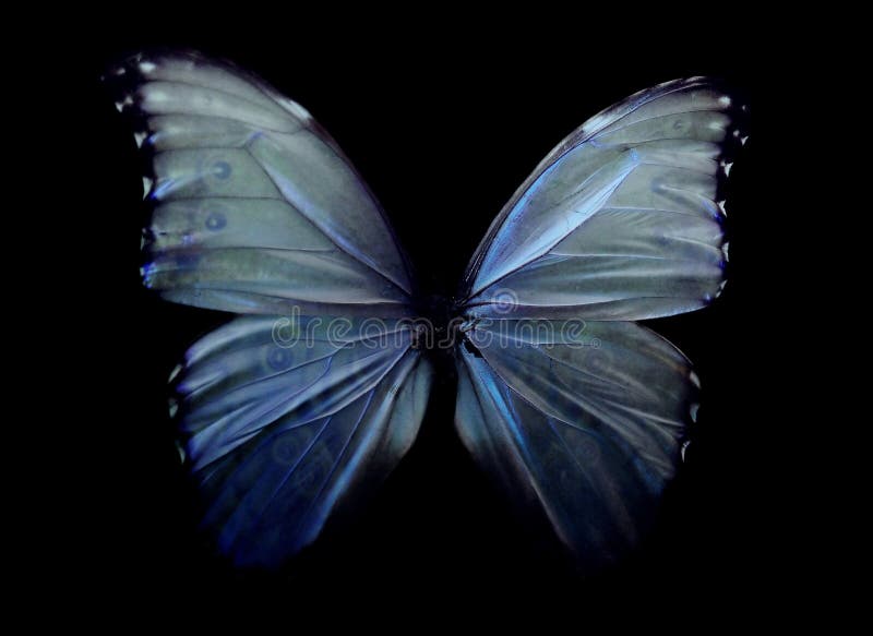 Farfalla Mystical Farfalla Mystical