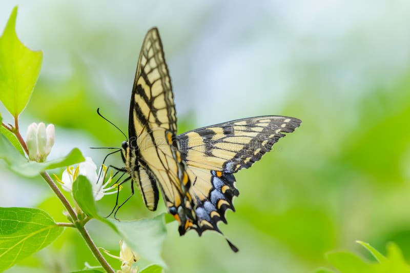 Farfalla Gialla è Nera Significato Farfalla nera e gialla fotografia stock. Immagine di wildlife - 17475712