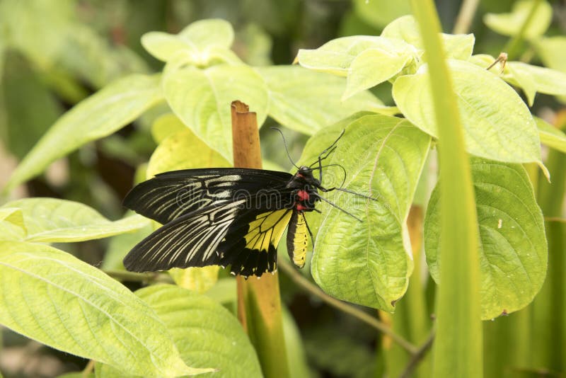 Farfalla Gialla è Nera Significato Farfalla nera e gialla immagine stock. Immagine di giardino - 91424381