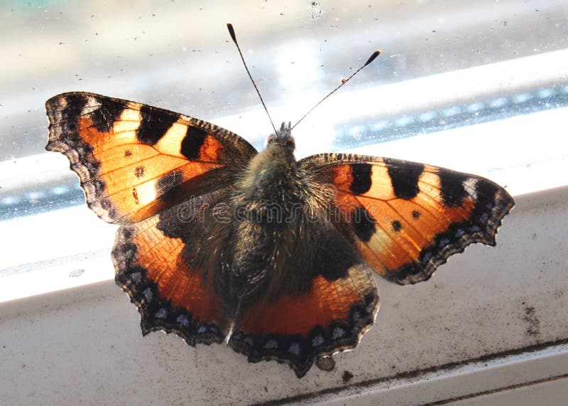 Farfalla Gialla è Nera Significato Farfalla Nera E Gialla Che Si Siede Sulla Parete Fotografia Stock