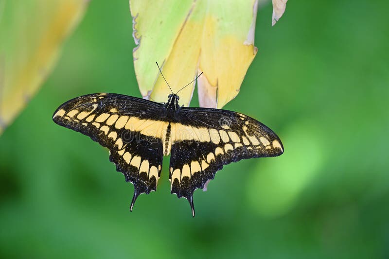 Farfalla Gialla è Nera Significato Farfalla Nera E Gialla Di Coda Di Rondine Fotografia Stock - Immagine