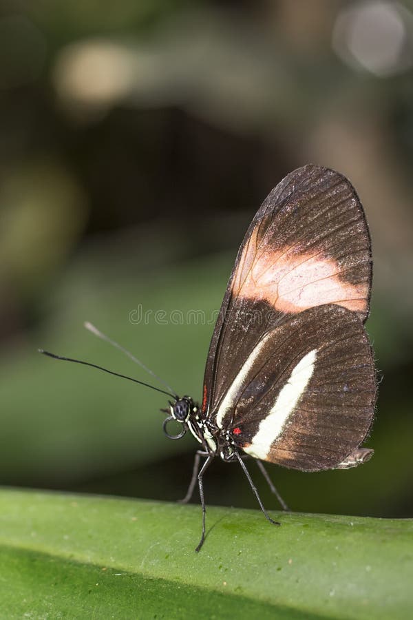 Farfalla Nera E Rossa Dell'ala Immagine Stock - Immagine di