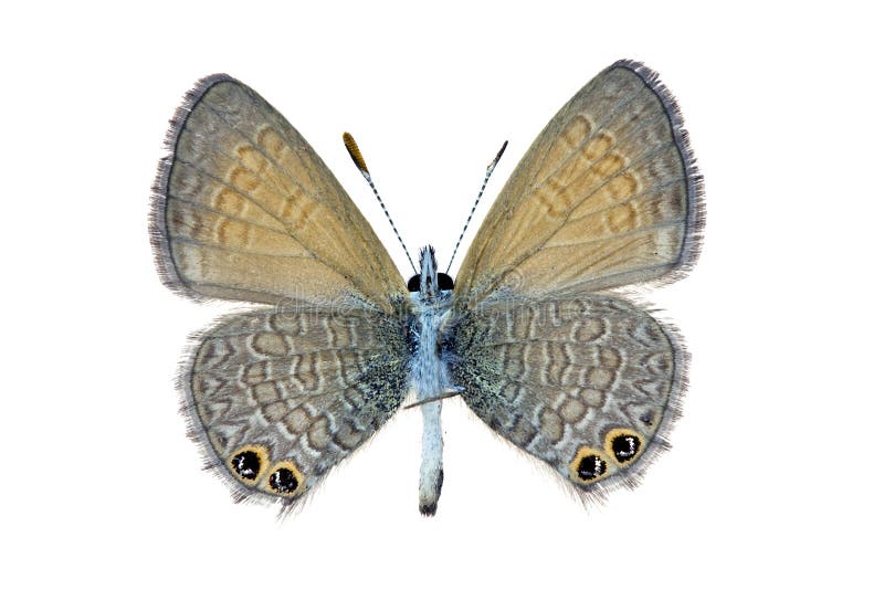 Nacaduba biocellata, female Australian butterfly, underside isolated on white, wingspan 17mm. Nacaduba biocellata, female Australian butterfly, underside isolated on white, wingspan 17mm