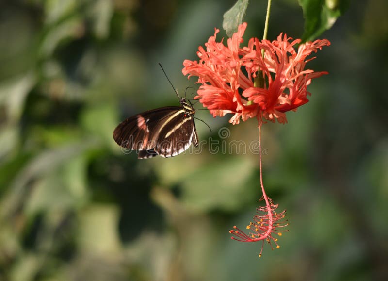 Farfalla Rossa Del Fiore Di Passione Fotografia Stock
