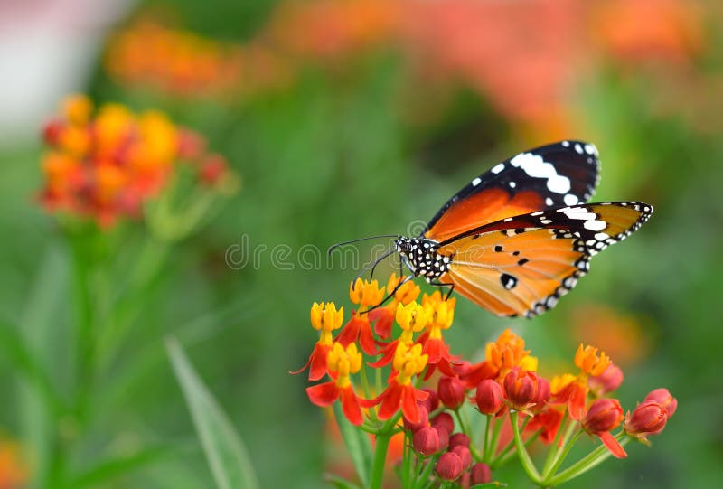 Farfalla sul fiore arancione