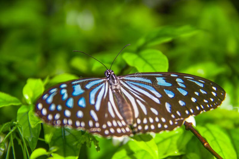 Farfalla sulla foglia di verde del fiore - concetto di ecologia fotografia stock Farfalla sulla foglia di verde del fiore - concetto di ecologia fotografia stock