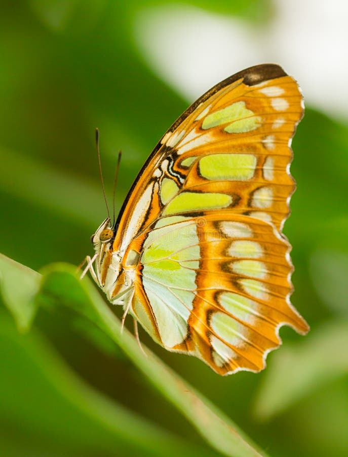 Farfalla tropicale che si siede nella serra, repubblica Ceca fotografie stock libere da diritti Farfalla tropicale che si siede nella serra, repubblica Ceca fotografie stock libere da diritti
